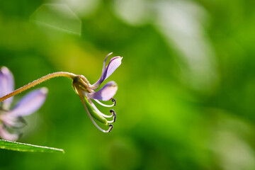 Close-up the tiny purple flower