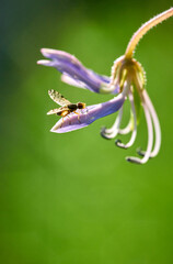 The insect eats a dewdrop on the purple flower
