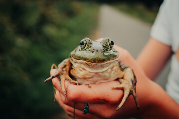 close up of bullfrog frog in hands  - obrazy, fototapety, plakaty