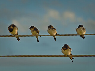 Young swallows (Hirundininae) on medium voltage wires. © Adam