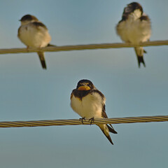 Young swallows (Hirundininae) on medium voltage wires. © Adam