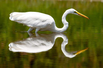 great white egret up close and its symmetrical clear reflection in a shallow pond in Rancho Jurupa