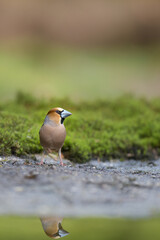 imperfect perfection