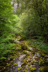 stream in the woods