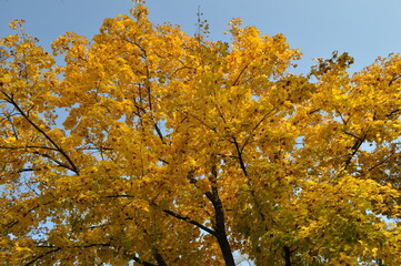 yellow tree