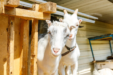 Cute free range goatling on organic natural eco animal farm freely grazing in yard on ranch...