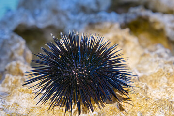 close-up sea urchin on rock with blue sea in background. Paracentrotus lividus