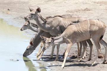 Fotobehang Vrouwelijk Kudu-drinkwater © Jeff