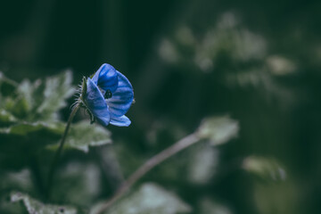 flor veronica o Veronica officinalis 