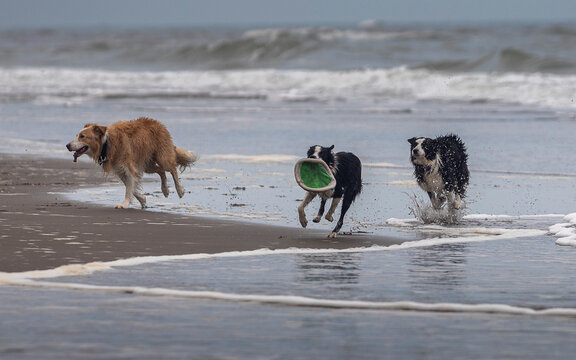 playful border collie dogs chasing on the beach