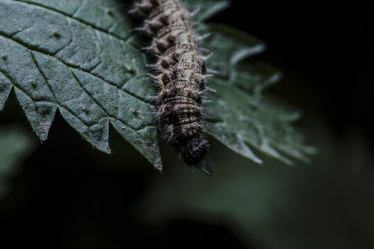 oruga o cuncuna sobre hoja de ortiga