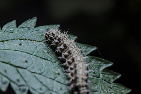 oruga o cuncuna sobre hoja de ortiga