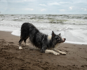 blue grey merle border collie dog performing play bow trick on the beach