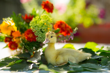A little duckling sits in the garden on a table on the leaves of wild grapes against the background of a colorful bouquet of flowers