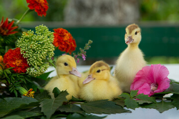 Three little ducklings are sitting in the garden on the table on the leaves of wild grapes against the background of a colorful bouquet of flowers