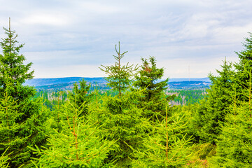 Fototapeta na wymiar Forest dead fir trees at Brocken mountain peak Harz Germany
