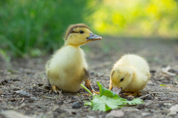 Two cute ducklings stand in the garden 
