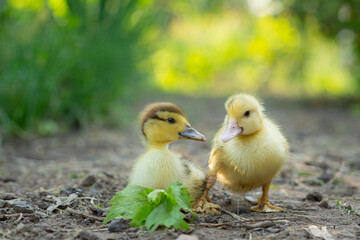 Two cute ducklings stand in the garden 