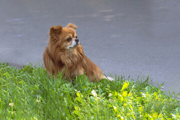 A dog in a city park for a walk.