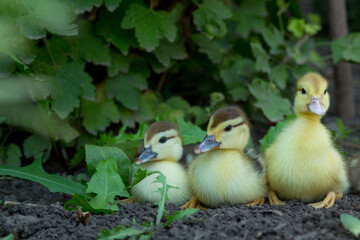 Three cute ducklings sit in a row against the background of a green bush of grapes