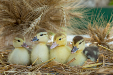 Four cute ducklings sit on the table in the ears of wheat in the garden