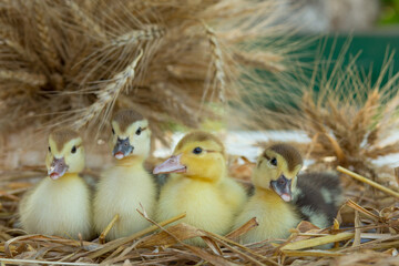Four cute ducklings sit on the table in the ears of wheat in the garden