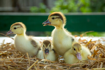 Four cute ducklings sit on the table in the straw in the garden