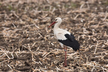 Weißstorch