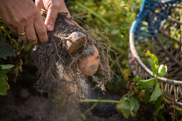 harvesting potatoes, new potatoes on the bushes in the soil
