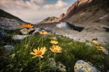 Mountain valley full of Wahlenbergovo lake and blooming flowers and a sidewalk leading to the valley. High Tatras national park , Furkotska dolina, Slovakia landscape. © Zedspider