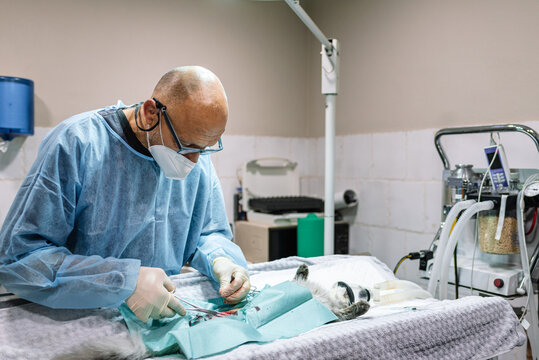Veterinary surgery in the operating room. Surgeon operating and neutering a cat on the operating table.