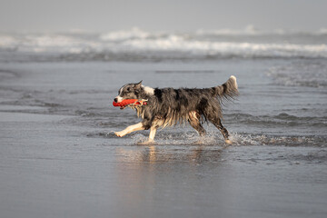 grey merle border collie running in shallow water with red toy