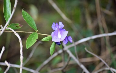 flor lilás no Cerrado