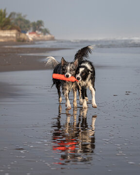 two border collie dogs running on the beach sharing a red toy