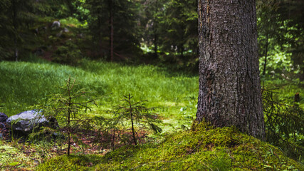 Fresh small trees in forest