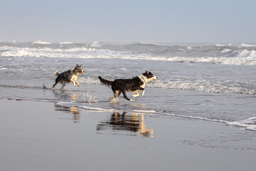 Fototapeta na wymiar two happy border collie dogs running playful in the ocean