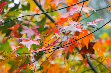 Red,green and yellow maple leaves in autumn. A season with beautiful scenery.