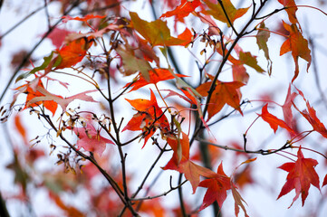 Red maple leaves in autumn. A season with beautiful scenery.