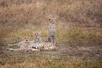 Cheetah and the cubs in Serengeti, Tanzania, Africa