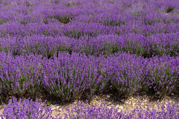 Fototapeta na wymiar Blooming lavender in the summer. lavender blooming scented flowers.