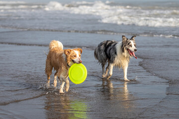 two border collie dogs playing with a frisbee in shallow ocean water