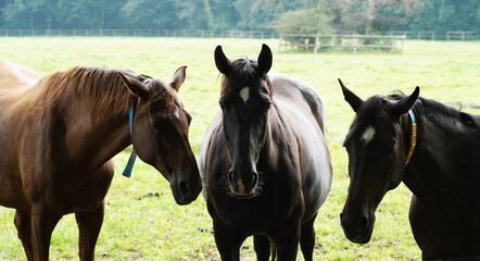 three horses on the pasture