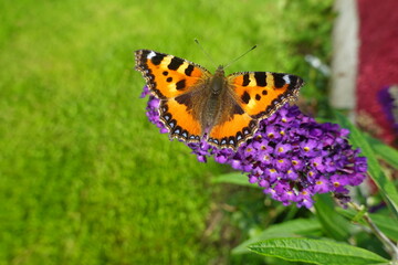 Butterfly Beauty 
