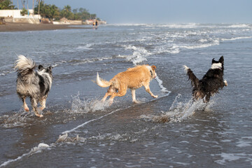 Fototapeta na wymiar three border collie dogs playing friendly in the ocean