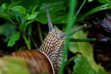 Grape snail close-up among the grass.