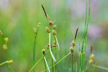 Green flower of grass in the meadow.