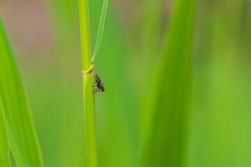A small fly crawls on a blade of grass in a meadow.