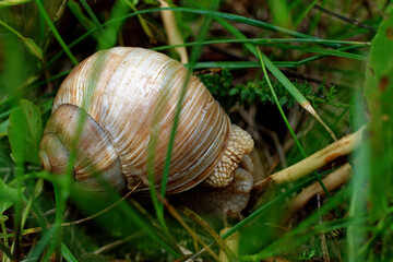 Close-up of the shell of a grape snail among the grass. The snail hid.