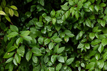 After rain Water Drops on Green leaves in the garden pattern background, sparkle of Droplets on surface leaf, color Dark Flat lay Natural background for input text