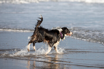 border collie dog running happy in shallow water on the beach